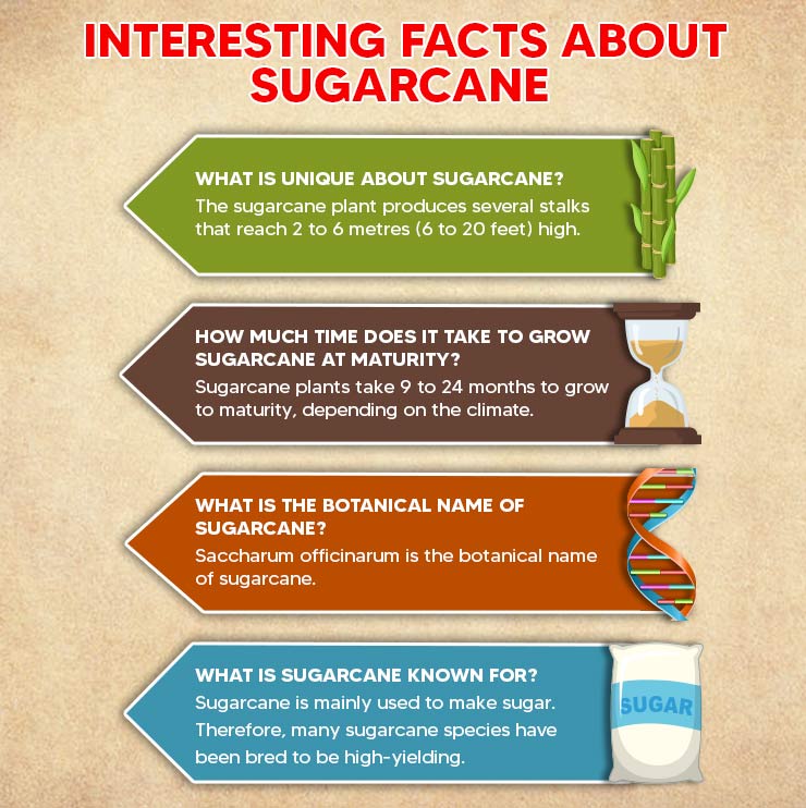 INTERESTING FACTS ABOUT SUGARCANE