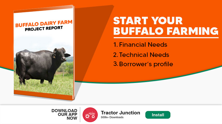 Buffalo Farming Project Report for A Dairy Farm - Cost and Profit