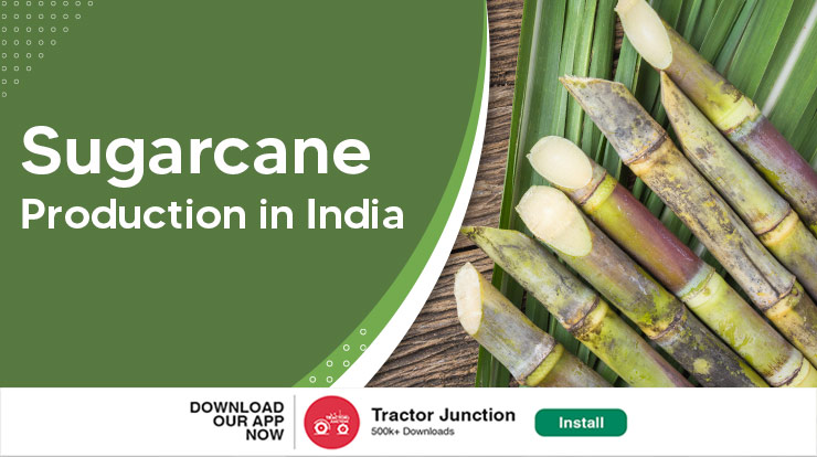 Sugarcane Production In India