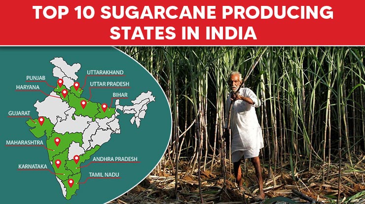 TOP 10 SUGARCANE PRODUCING STATES IN  INDIA