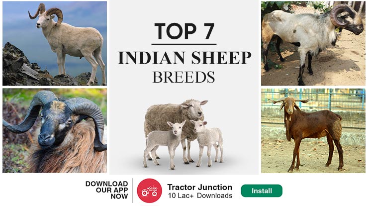 7 Best Indian Sheep Breeds List With Complete Details