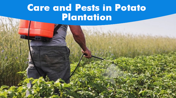 Care and Pests in Potato Plantation 