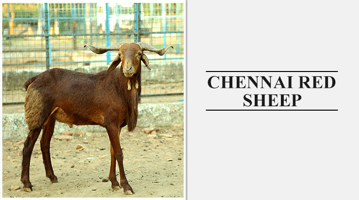 Chennai Red Sheep