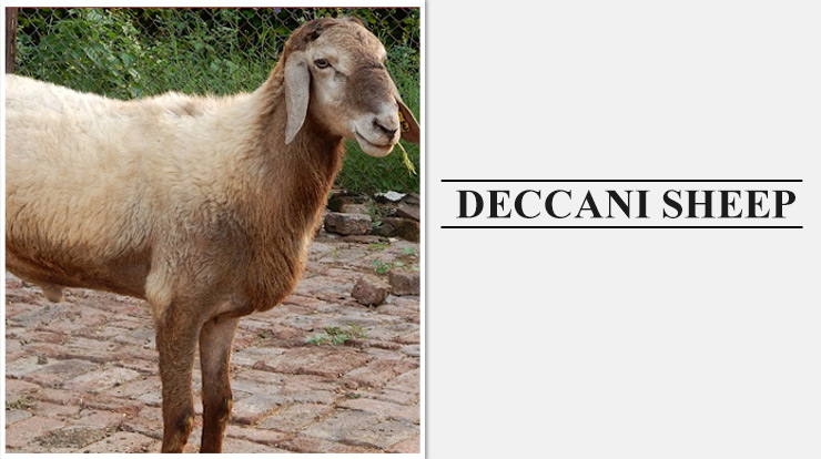Deccani Sheep