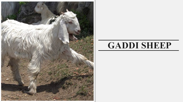 Gaddi Sheep