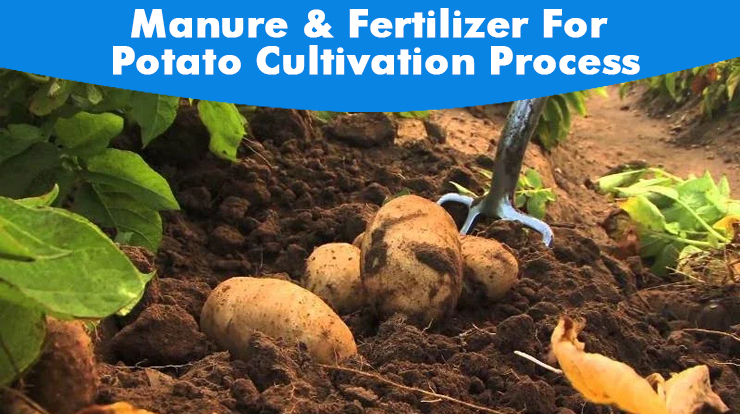 Manure & Fertilizer For Potato Cultivation Process