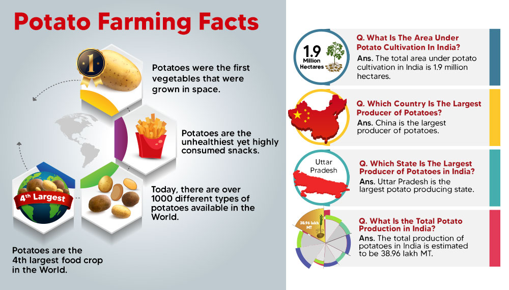Potato Farming Facts 