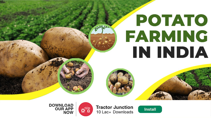 Potato Farming In India - Cultivation, Planting & Harvesting