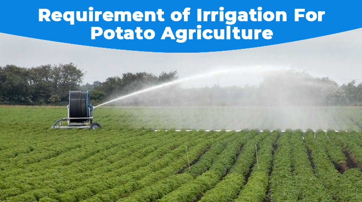 Requirement of Irrigation For Potato Agriculture