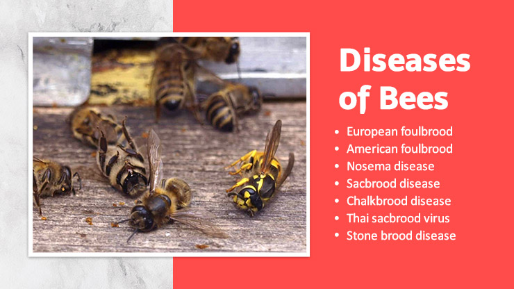 Diseases of Bees
