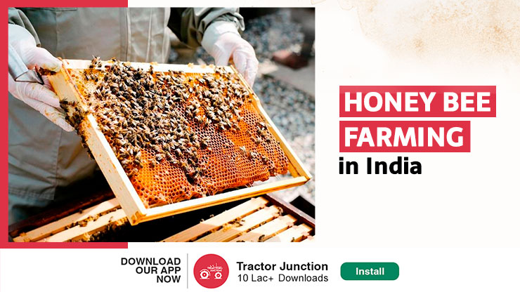 Honey bee farming in India