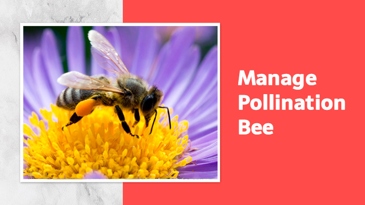 Manage Pollination Bee