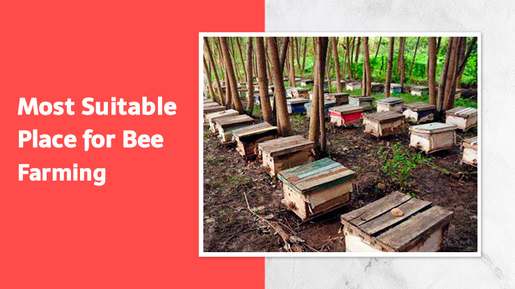 Most suitable place for Bee Farming Business 