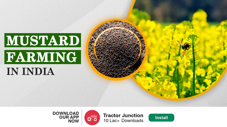 Mustard Farming in India: Varieties, Cultivation & Seed Rate