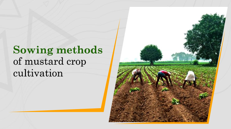 Sowing Methods of Mustard Crop Cultivation