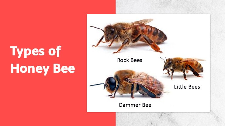 Types of Honey Bee