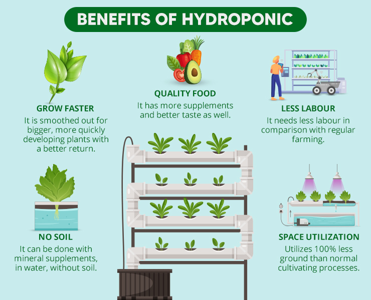 Benefits of Hydroponic Farming in India
