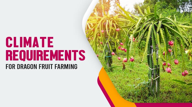 Climate Requirements For Dragon Fruit Farming
