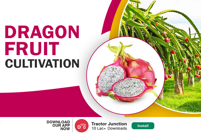 Dragon Fruit Cultivation: Complete Information About Dragon Fruit
