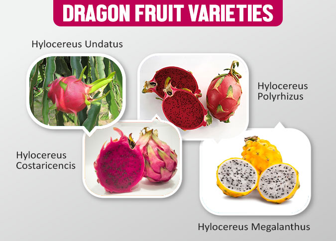 Dragon Fruit Varieties