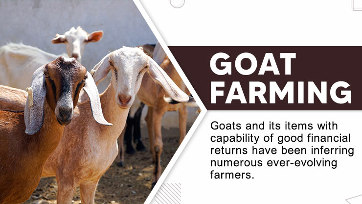 Goat Farming 