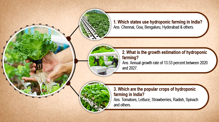 Is Hydroponic Farming Profitable in India?