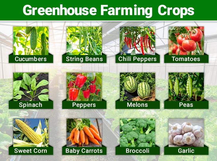 Greenhouse Farming Crops