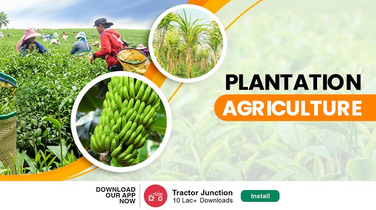 What is Plantation Agriculture