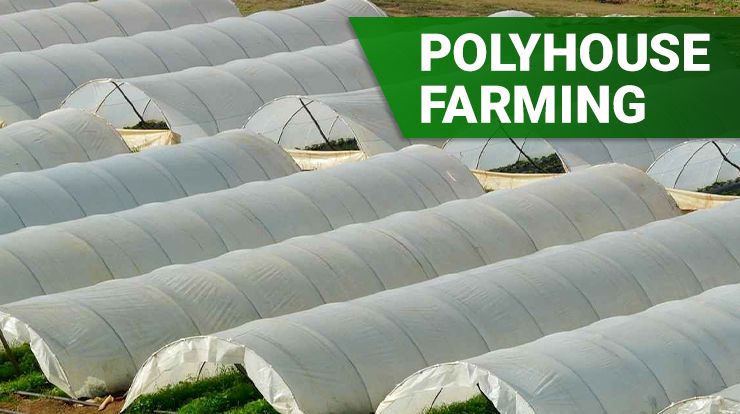pollyhouse farming