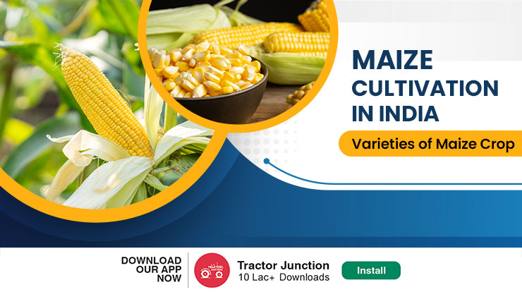 Maize Cultivation and Varieties of Maize Crop in India