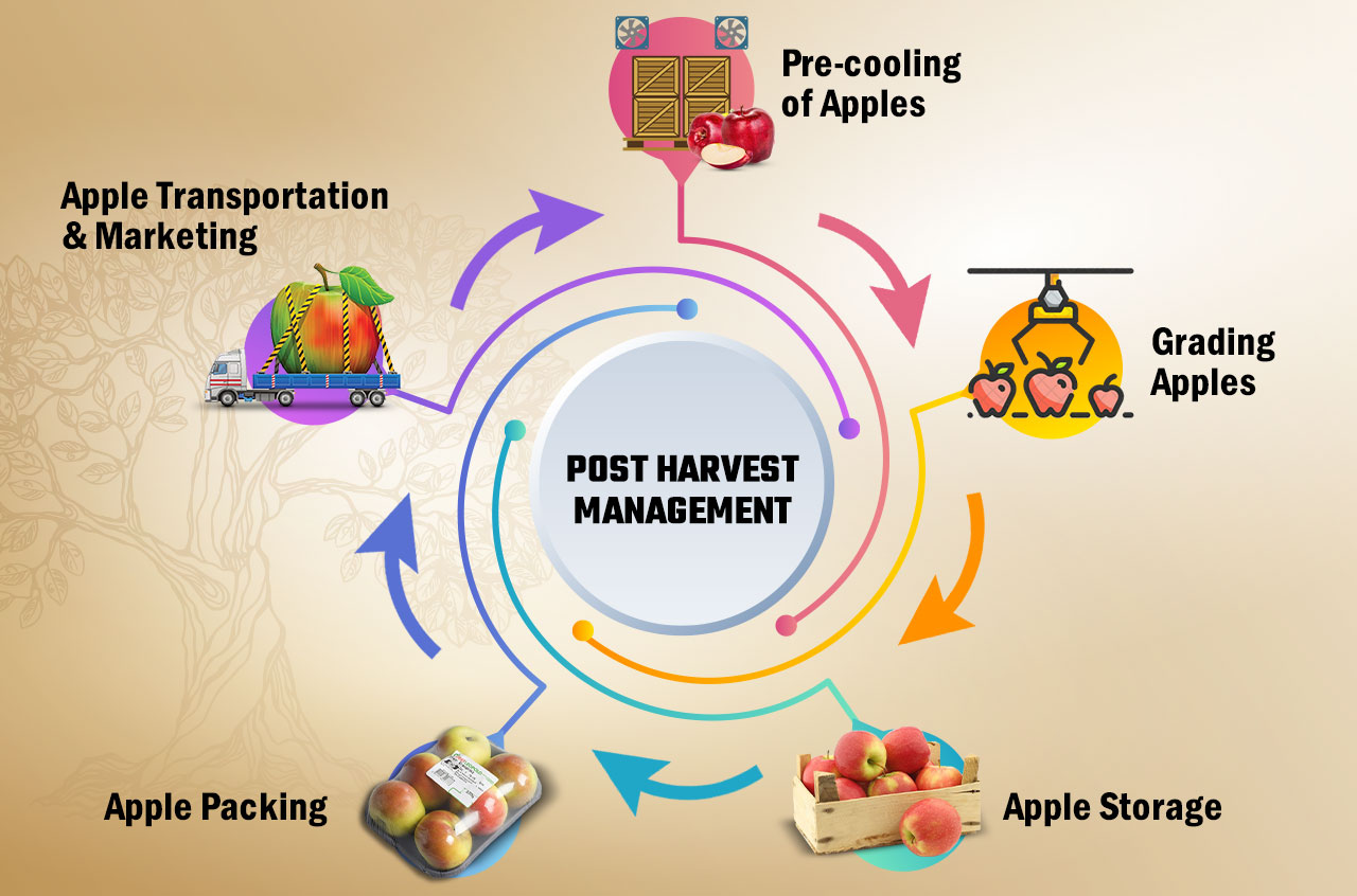 Post Harvest Management
