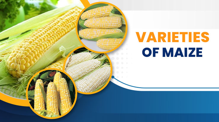 Varieties of Maize in India