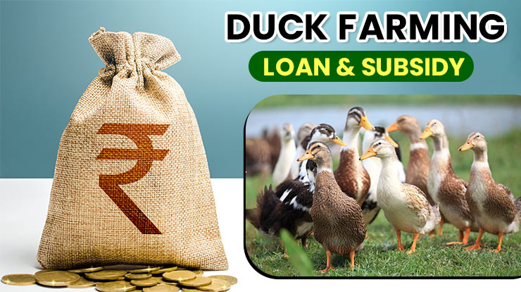 Duck Farming Loan and Subsidy  