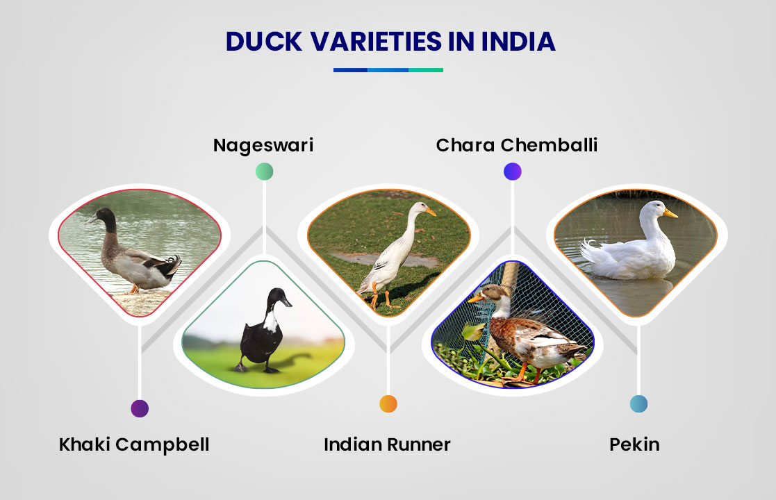 Duck Varieties in India 