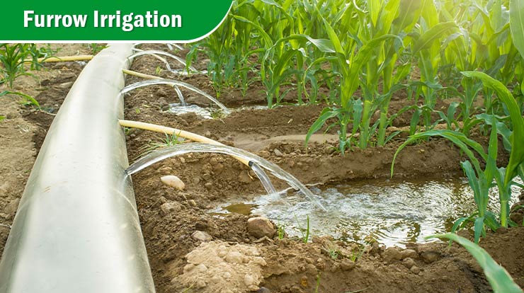 Furrow Irrigation 