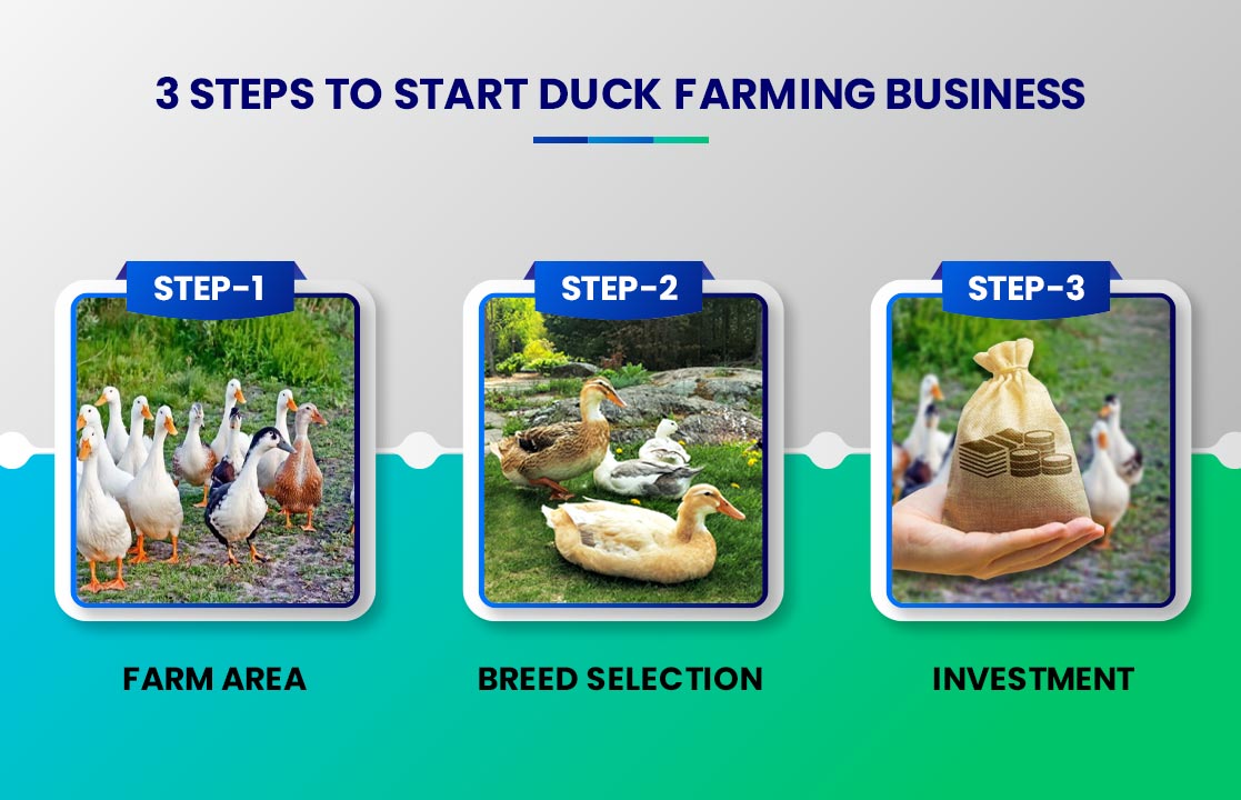 Steps to Start Duck Farming Business 