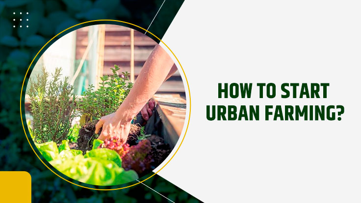 How to Start Urban Farming