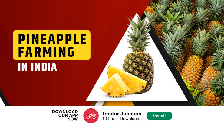 Pineapple Farming in India