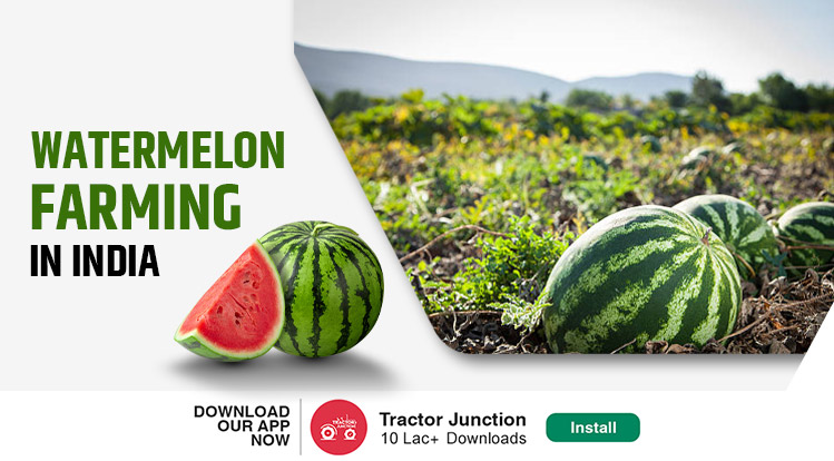 Watermelon Farming Business Ideas & Cultivation Process