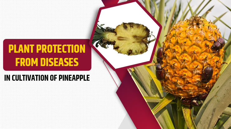Diseases in Cultivation of Pineapple