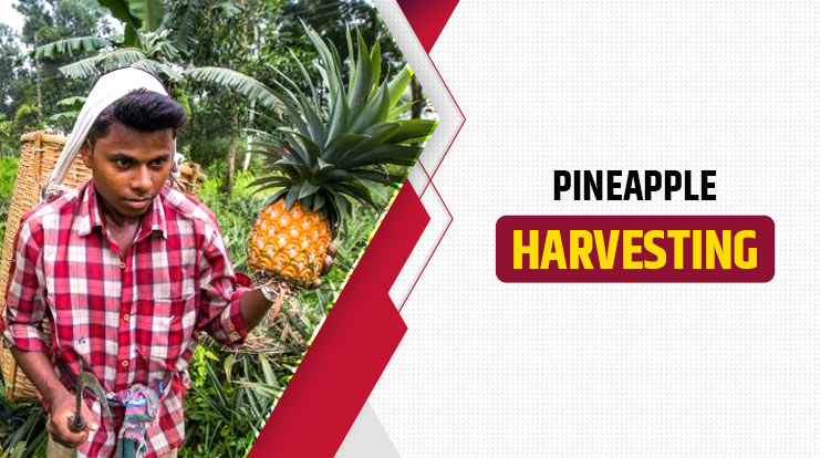 Pineapple Harvesting