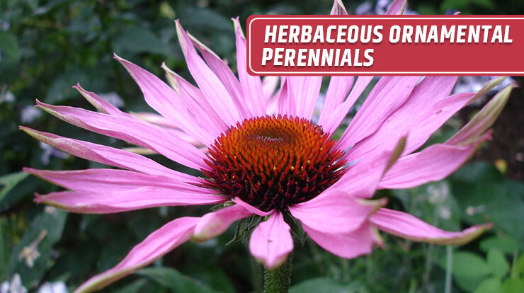 Herbaceous Ornamental Perennials