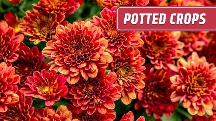 Potted crops 
