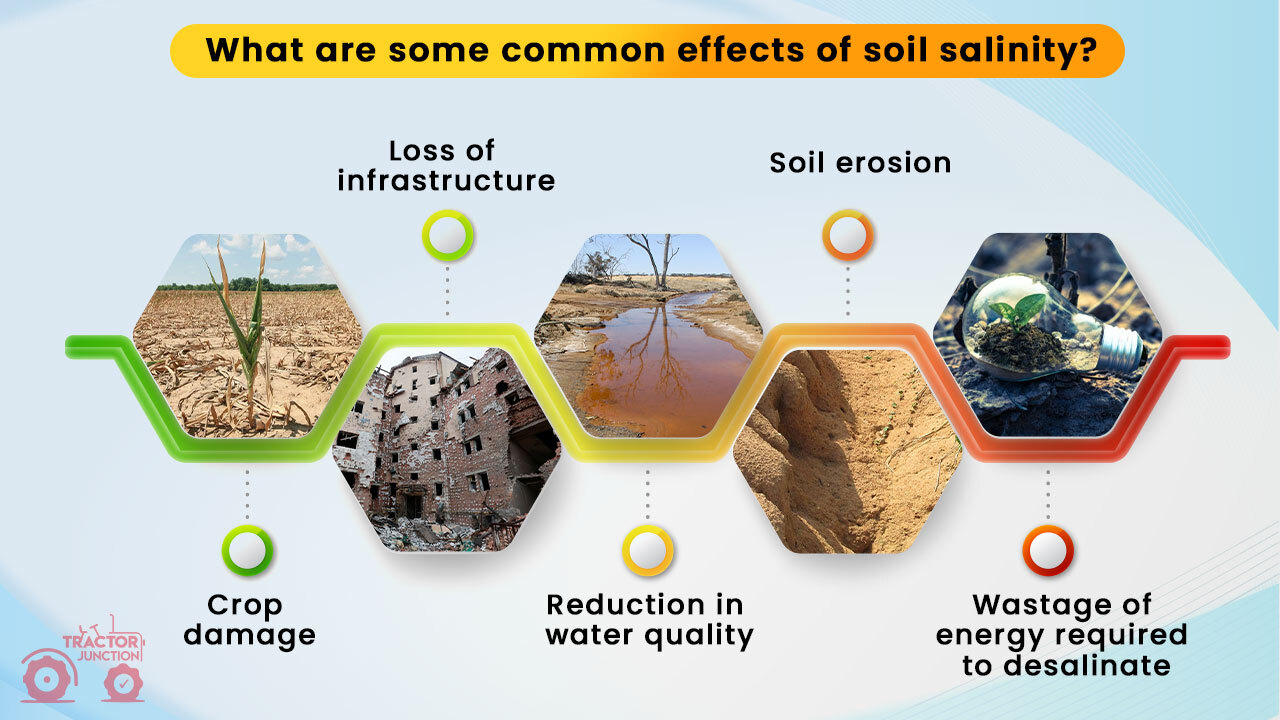 common effects of soil salinity