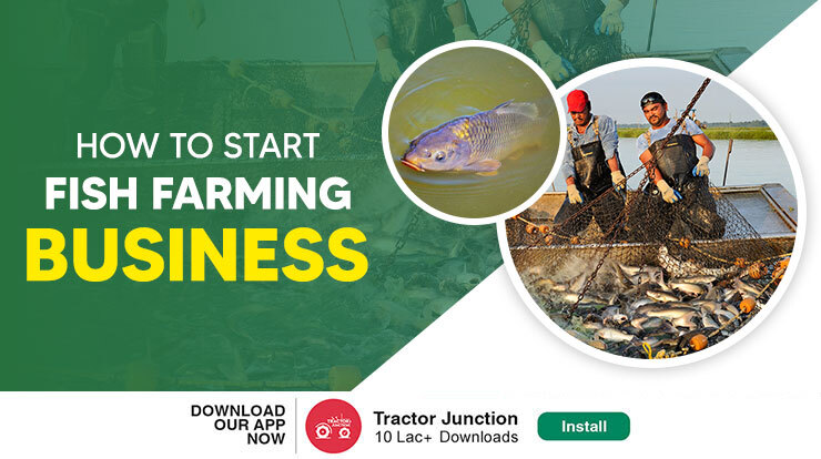 How To Start Fish Farming Business Easy Steps For Beginners