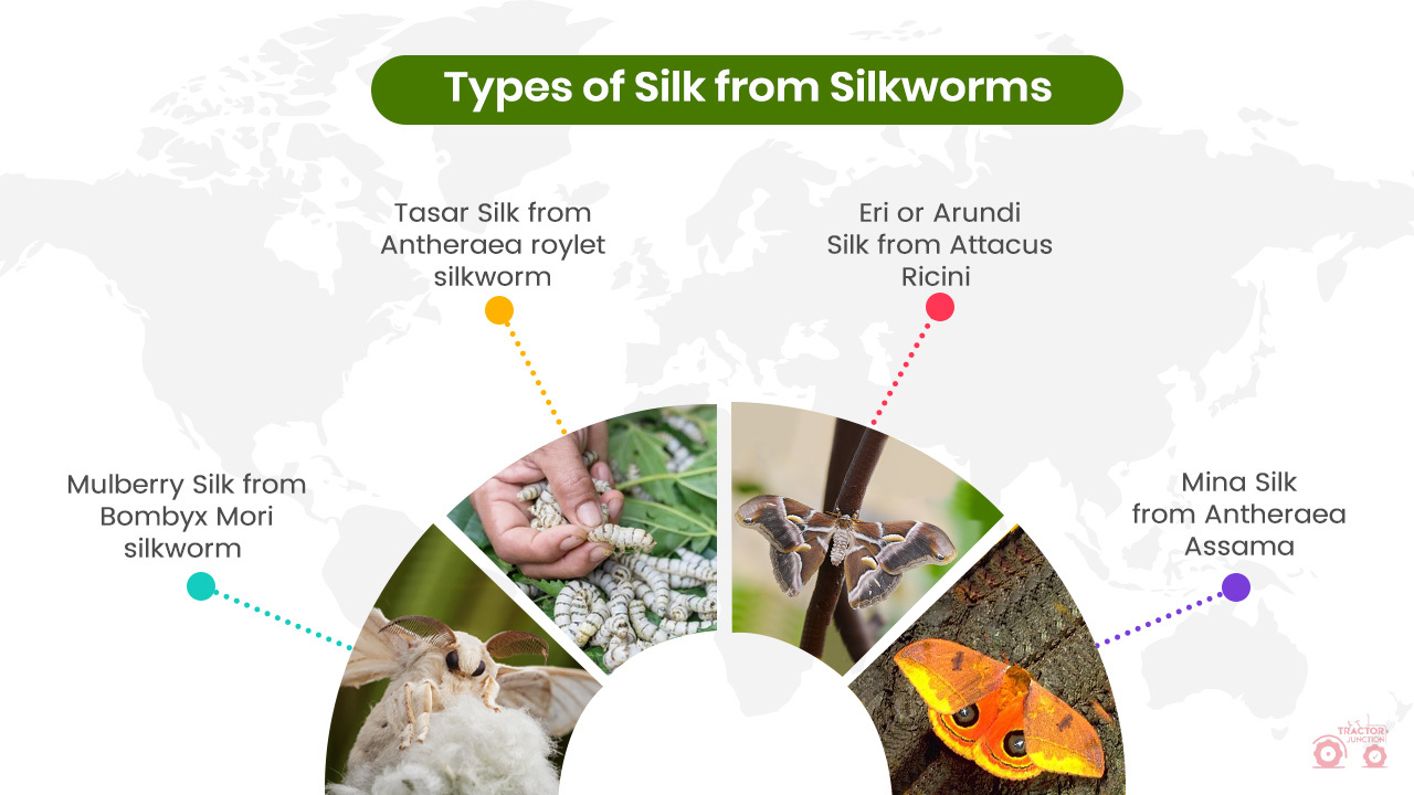 Types of Silk from Silkworm