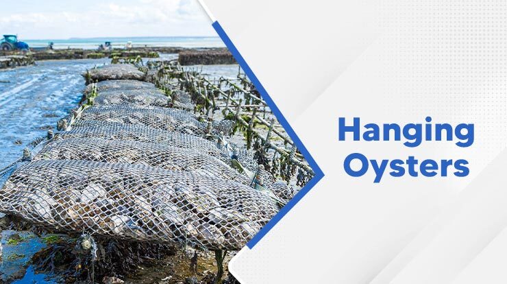 Drill and Hang Oysters