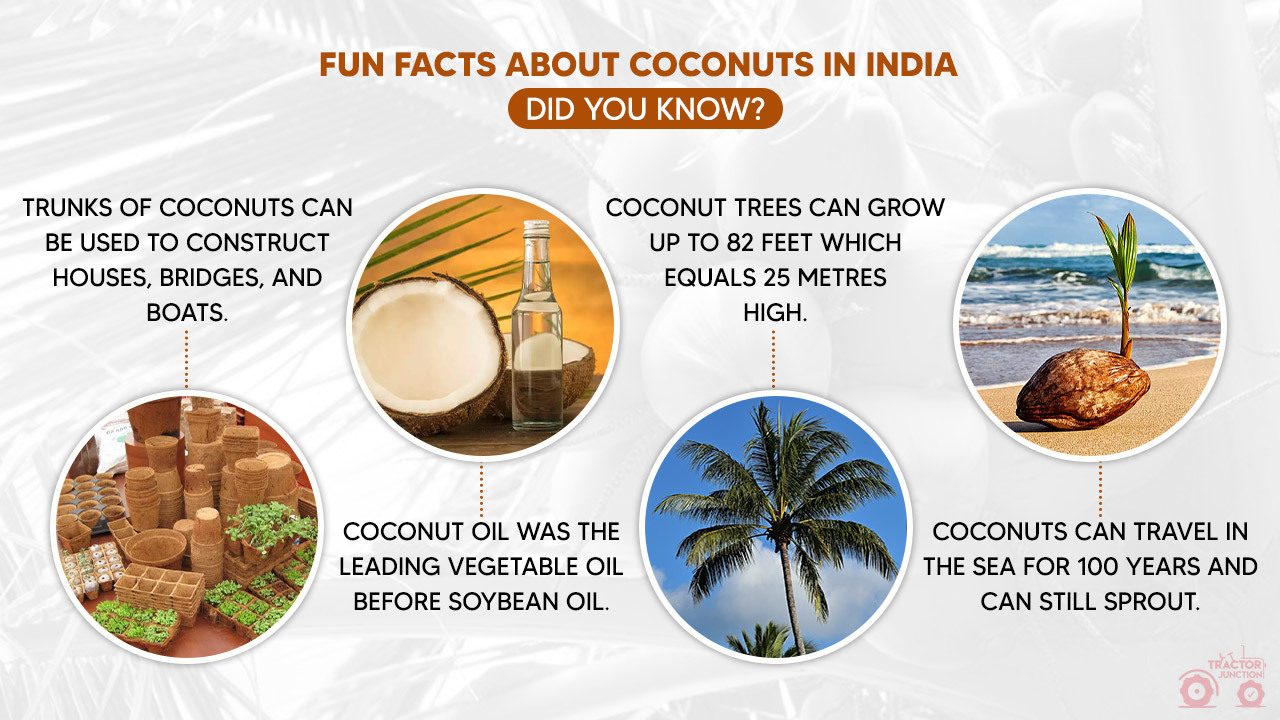 Fun Facts About Coconuts in India