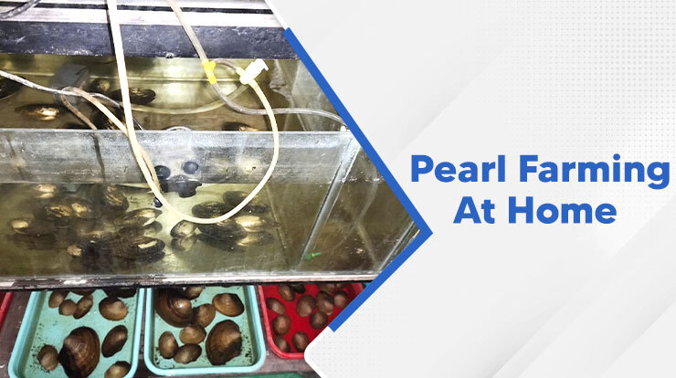 How to do Pearl Farming at Home?