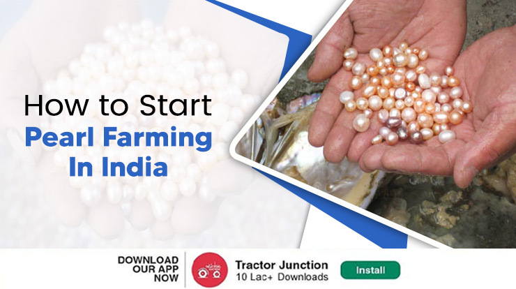 Pearl Farming in India - Process, Investment Cost & Margins